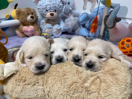 Golden Retriever for sale by KPJVGOLDEN