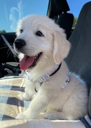 Golden Retriever for sale by KPJVGOLDEN