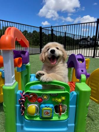 Golden Retriever for sale by KPJVGOLDEN