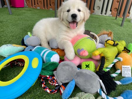 Golden Retriever for sale by KPJVGOLDEN