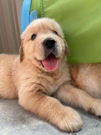 Golden Retriever for sale by KPJVGOLDEN