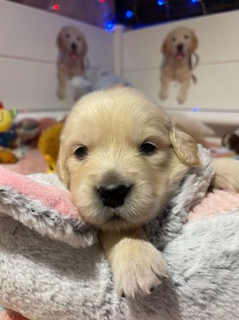 Golden Retriever for sale by KPJVGOLDEN