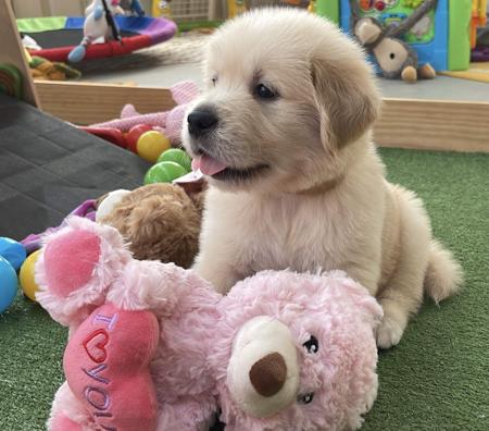 Golden Retriever for sale by KPJVGOLDEN