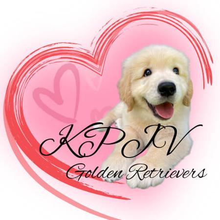 Golden Retriever for sale by KPJVGOLDEN