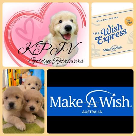 Golden Retriever for sale by KPJVGOLDEN