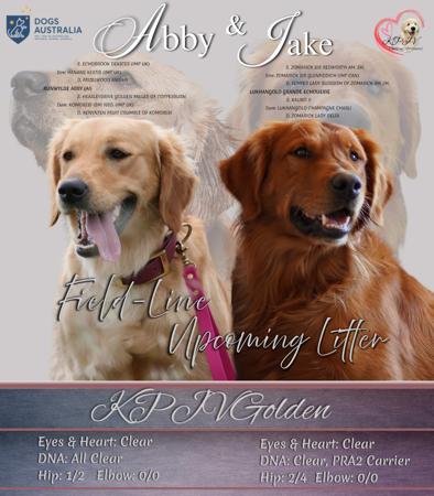 Golden Retriever puppy for sale by KPJVGOLDEN