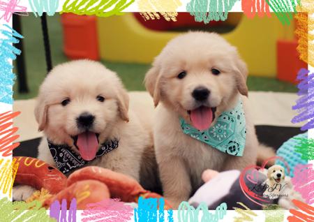 Golden Retriever puppy for sale by KPJVGOLDEN