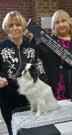 Japanese Chin for sale by KAWAIICHIN