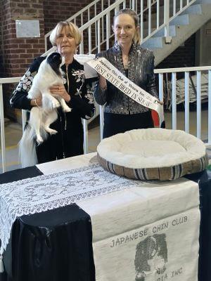 Japanese Chin for sale by KAWAIICHIN