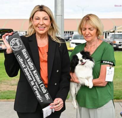 Japanese Chin for sale by KAWAIICHIN