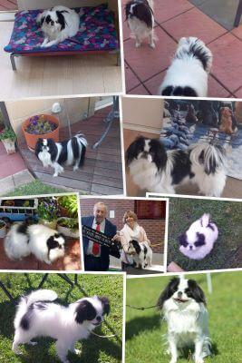 Japanese Chin for sale by KAWAIICHIN