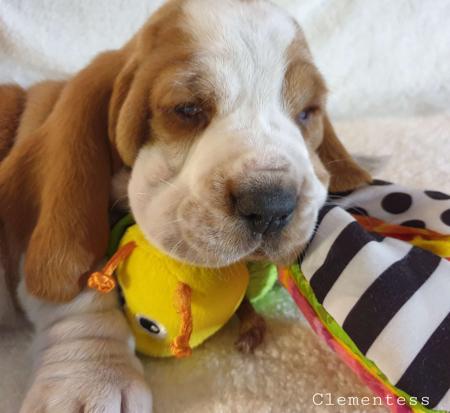 Basset Hound for sale by CLEMENTESS