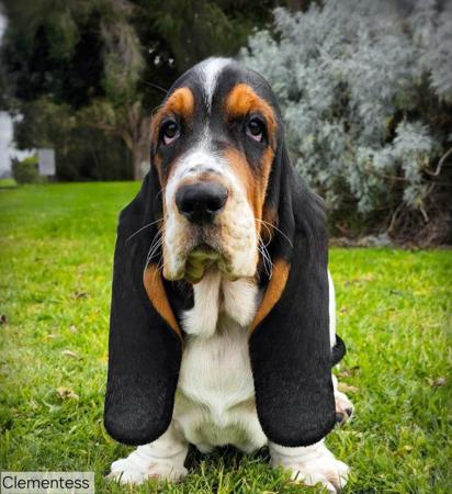 Basset Hound for sale by CLEMENTESS