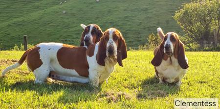 Basset Hound for sale by CLEMENTESS