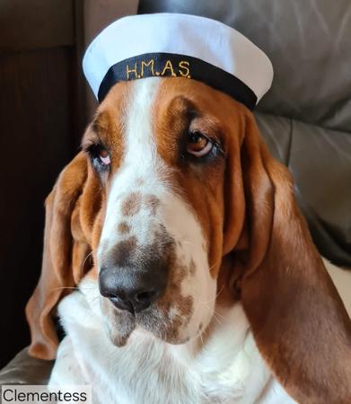 Basset Hound for sale by CLEMENTESS