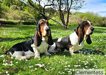 Basset Hound for sale by CLEMENTESS