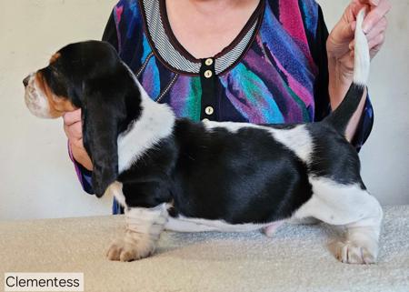 Basset Hound for sale by CLEMENTESS