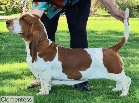 Basset Hound for sale by CLEMENTESS