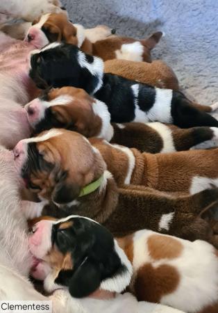 Basset Hound for sale by CLEMENTESS