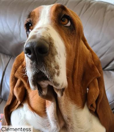 Basset Hound for sale by CLEMENTESS