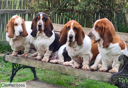 Basset Hound for sale by CLEMENTESS