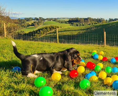 Basset Hound for sale by CLEMENTESS