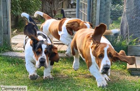 Basset Hound for sale by CLEMENTESS