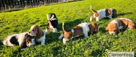 Basset Hound for sale by CLEMENTESS