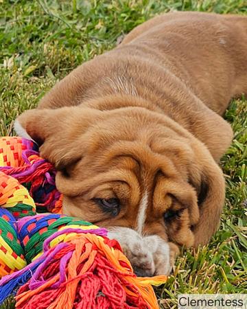 Basset Hound for sale by CLEMENTESS