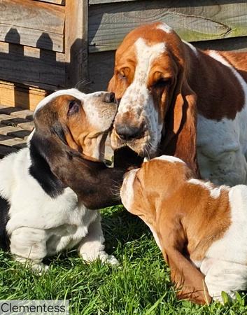 Basset Hound for sale by CLEMENTESS