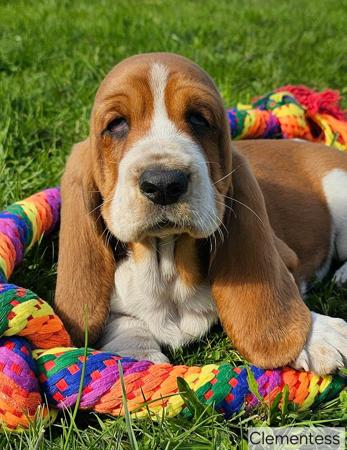 Basset Hound for sale by CLEMENTESS