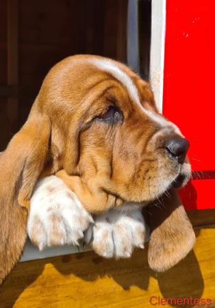 Basset Hound for sale by CLEMENTESS