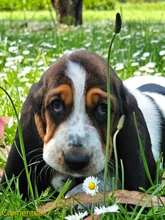Basset Hound for sale by CLEMENTESS