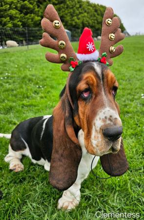 Basset Hound for sale by CLEMENTESS