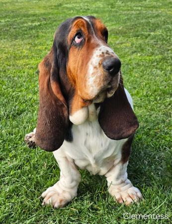 Basset Hound for sale by CLEMENTESS