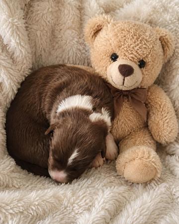 Border Collie puppy for sale by BORDERMEADE