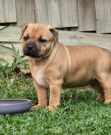 Staffordshire Bull Terrier puppy for sale by AWESTAFF