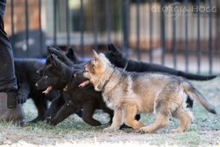 German Shepherd Dog for sale by VONGORONSHEPHERDS