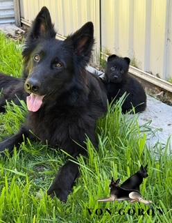 German Shepherd Dog (Long Stock Coat) for sale by VONGORONSHEPHERDS
