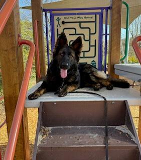 German Shepherd Dog (Long Stock Coat) for sale by VONGORON