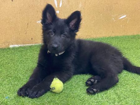 German Shepherd Dog (Long Stock Coat) for sale by VONGORON