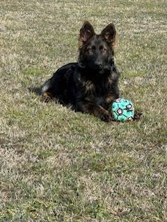 German Shepherd Dog (Long Stock Coat) for sale by VONGORON