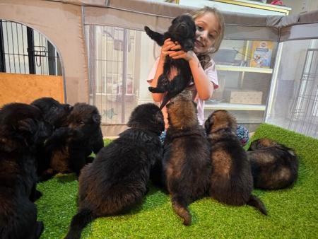 German Shepherd Dog (Long Stock Coat) for sale by VONGORON