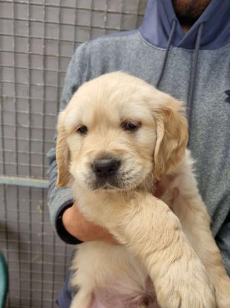 Golden Retriever puppy for sale by ARISTOGALAXY