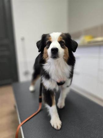 Miniature American Shepherd for sale by SHOWIOZ