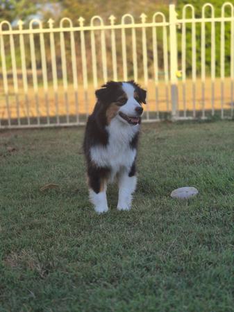 Miniature American Shepherd for sale by SHOWIOZ