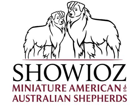 Miniature American Shepherd for sale by SHOWIOZ