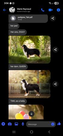 Miniature American Shepherd for sale by SHOWIOZ