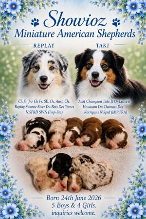 Miniature American Shepherd puppy for sale by SHOWIOZ