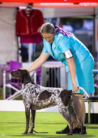 German Shorthaired Pointer for sale by MISSUSAM